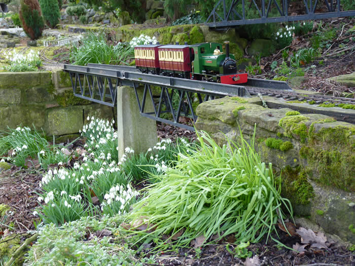 Mossbank Mountain snowdrops