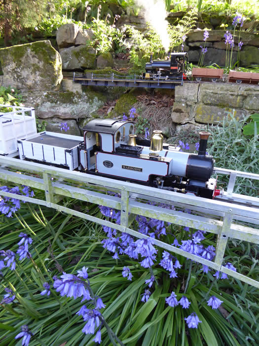 Bluebells flowering on Moss Bank Mountain Railway