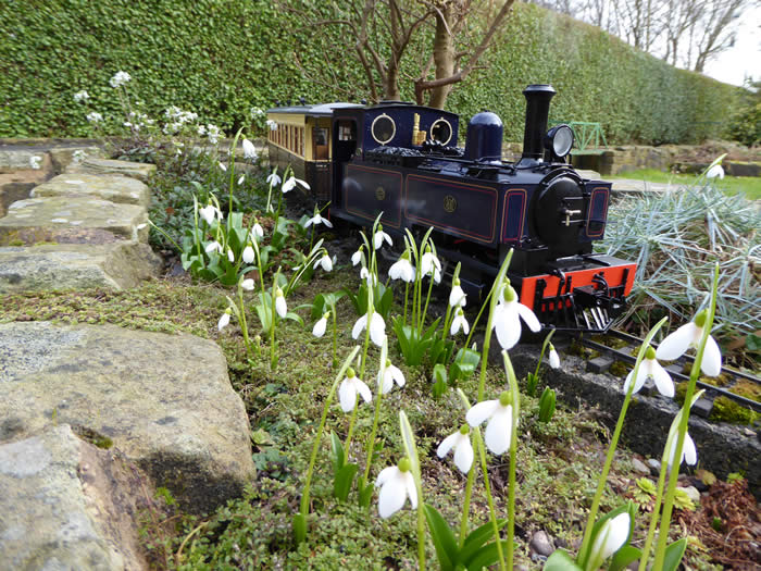 Galanthus Nivalis enjoying the spring sunshine