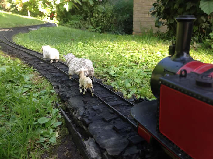 Sheep on the Welsh Highland